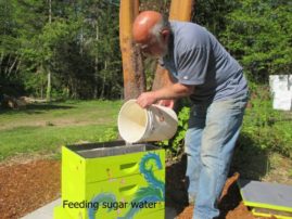 Adding sugar water