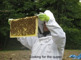 Looking for the queen