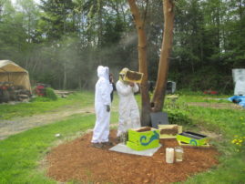 following week checking on the hive