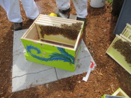 The hive looks great!