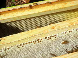 Capped Honey