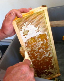 Uncapping Honey
