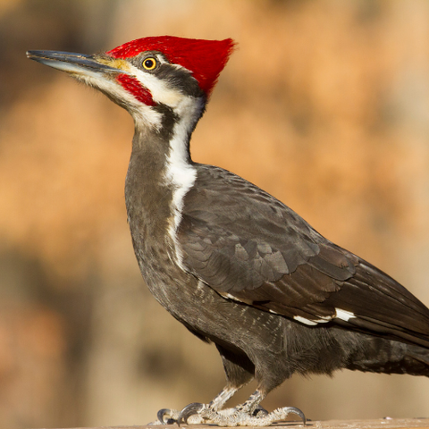 Wild Bird