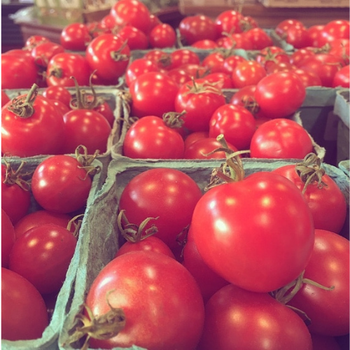 Fresh red tomatoes are piled in blue cardboard cartons at a market. The vibrant colors and abundance convey a sense of freshness and bounty.