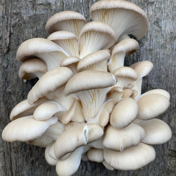 Cluster of oyster mushrooms growing on rough, grayish bark. The mushrooms are creamy white with smooth, layered caps, creating an organic, natural feel.