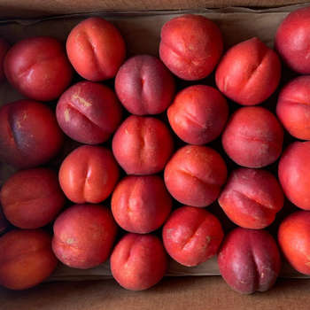 A neatly arranged box of ripe, red nectarines fills the frame. The fruits are evenly spaced in rows, displaying smooth, vibrant skins.