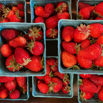 Fresh strawberries fill blue paper baskets, arranged neatly. The vibrant red berries contrast with the cool blue, creating a fresh and inviting look.