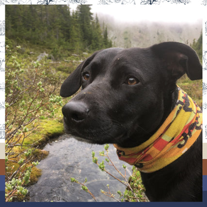 Pet Food & SuppliesBlack dog wearing a colorful bandana stands by a small stream surrounded by lush greenery and trees, conveying an adventurous, serene mood.