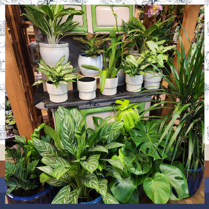 HouseplantsA variety of green houseplants in textured pots are displayed on a wooden shelf. The plants have lush foliage, creating a fresh and vibrant atmosphere.