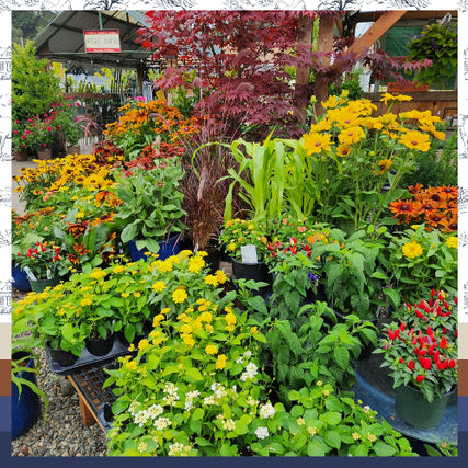 NurseryA vibrant garden center display featuring numerous potted plants with bright yellow, red, and orange flowers, surrounded by lush green foliage.