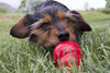 KONG Bacon & Cheese Easy Treat for Dogs