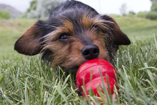 KONG Bacon & Cheese Easy Treat for Dogs