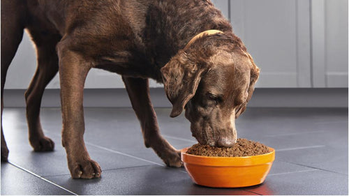 Purina Pro Plan Savor Chicken & Rice Entree Canned Adult Dog Food