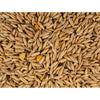Scratch and Peck Feeds Cluckin’ Good Organic Oats