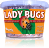 Organic Control Ladybugs