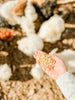 Scratch and Peck Feeds SnP Cracked Corn