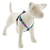 Lupine Pet Original Designs Dog Collar