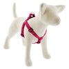 Lupine Pet Original Designs Dog Collar
