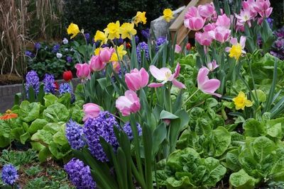 Bulbs - Bay Hay and Feed