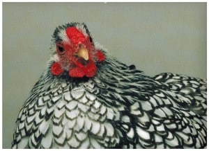 Wyandotte Silver-Laced Pullet