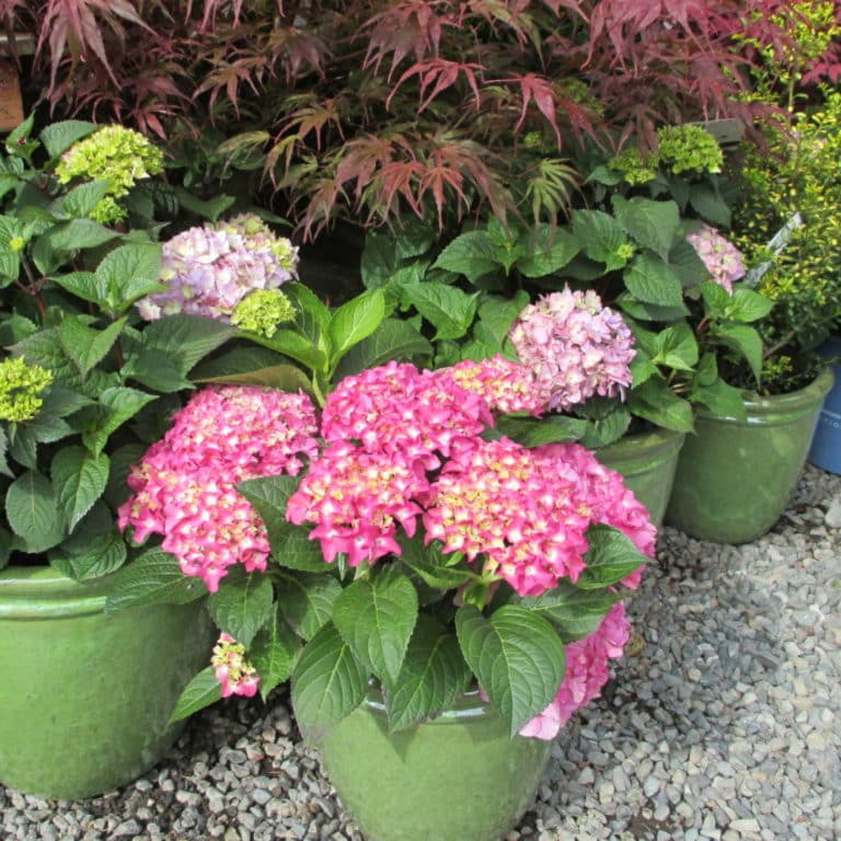 Nursery and garden center at Bay Hay and Feed Bainbridge isl. kitsap