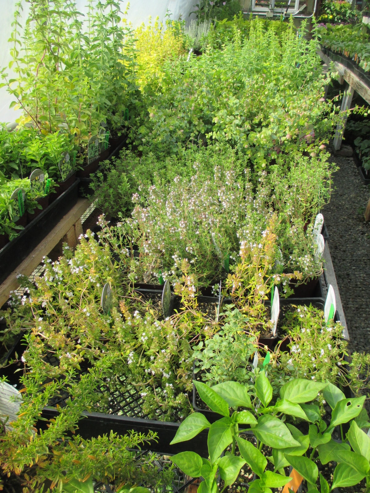 Nursery and garden center at Bay Hay and Feed Bainbridge isl. kitsap