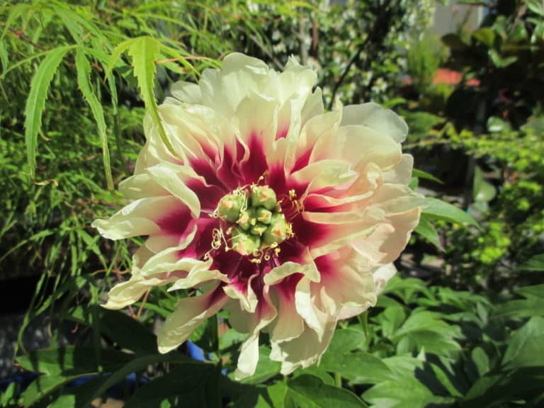 Nursery and garden center at Bay Hay and Feed Bainbridge isl. kitsap